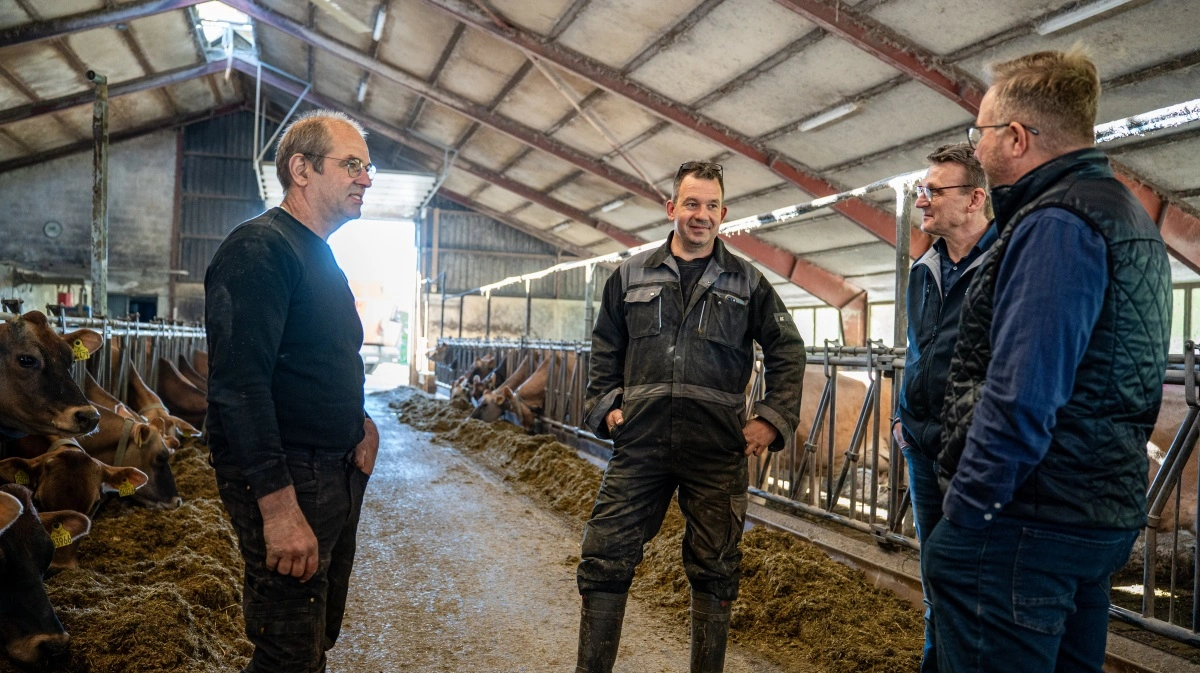 På staldgangen hos Finn Søgaard i Suldrup drøfter mælkeproducenten sammen med fodermester Raymond de Graaf, Simon Skaarup Jensen fra DSM-Firmenich og Martin Olesen fra Nutrimin erfaringerne med Hy-D og Mycofix i kampen mod atypisk mælkefeber.