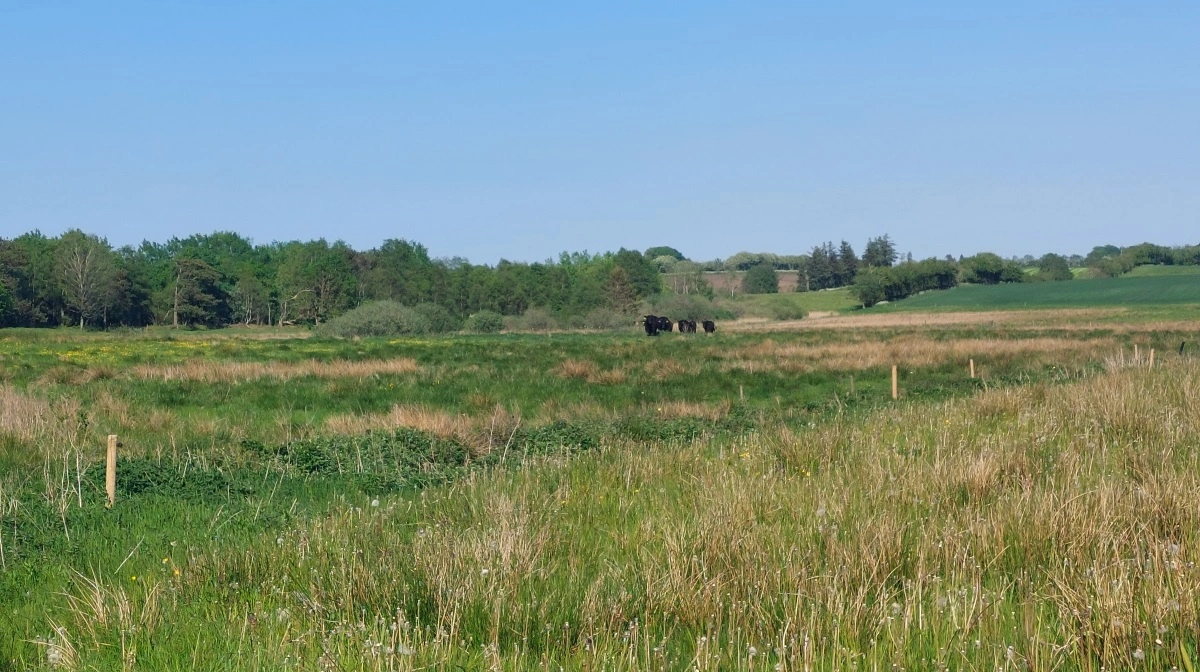 Biodiversitet og dyrevelfærd smelter sammen, når Seges Innovation er klar på Naturmødet i Hirtshals sidst i maj. Arkivfoto: Line Brusgaard