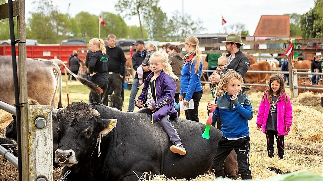 Børn og dyr har altid været en perfekt kombination. Det gælder også på Det Sønderjyske Fællesdyrskue. Arkivfoto