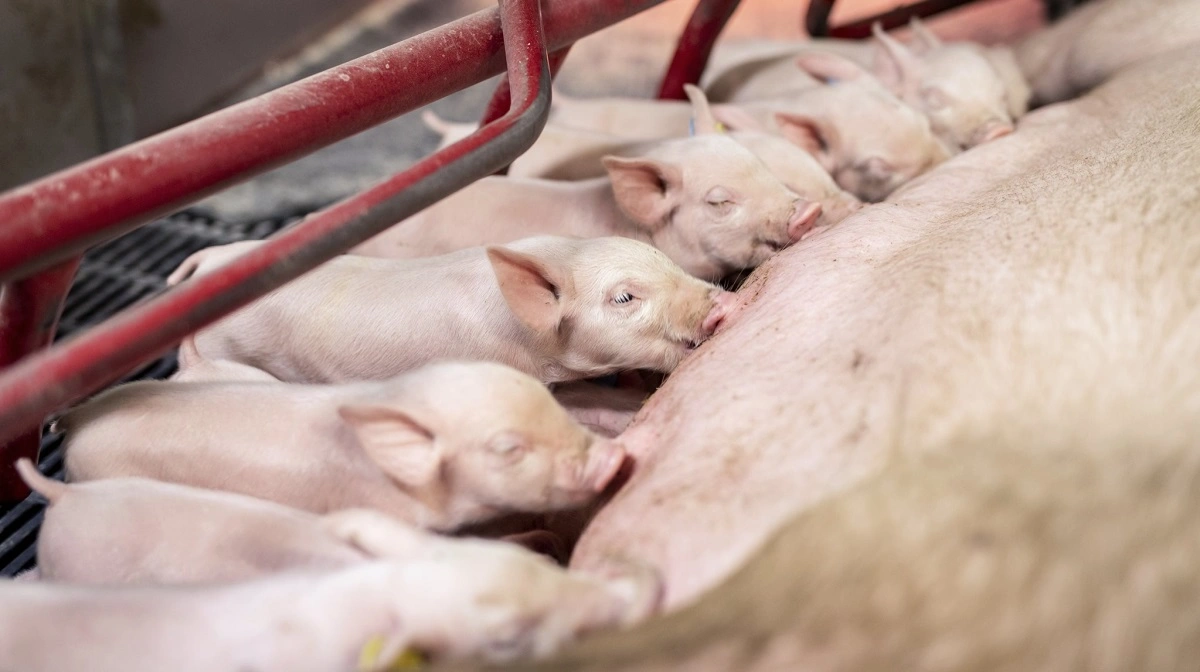 Fotos: Hendrix Genetics Swine
