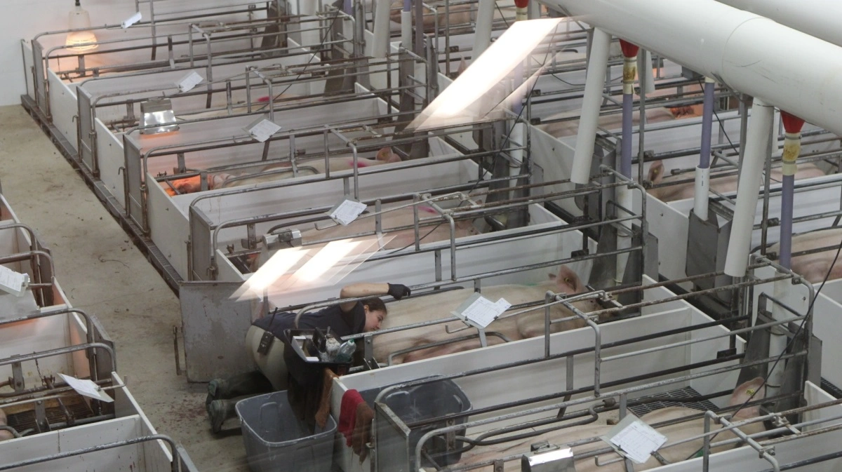 I USA er det almindeligt at bruge trynekøling – Snout Cooling – til diegivende søer. Her ses det som hvide rør, der føres lodret ned i farestien via en central ventilationsenhed i loftet. Arkivfoto: Anne Wolfenberg.