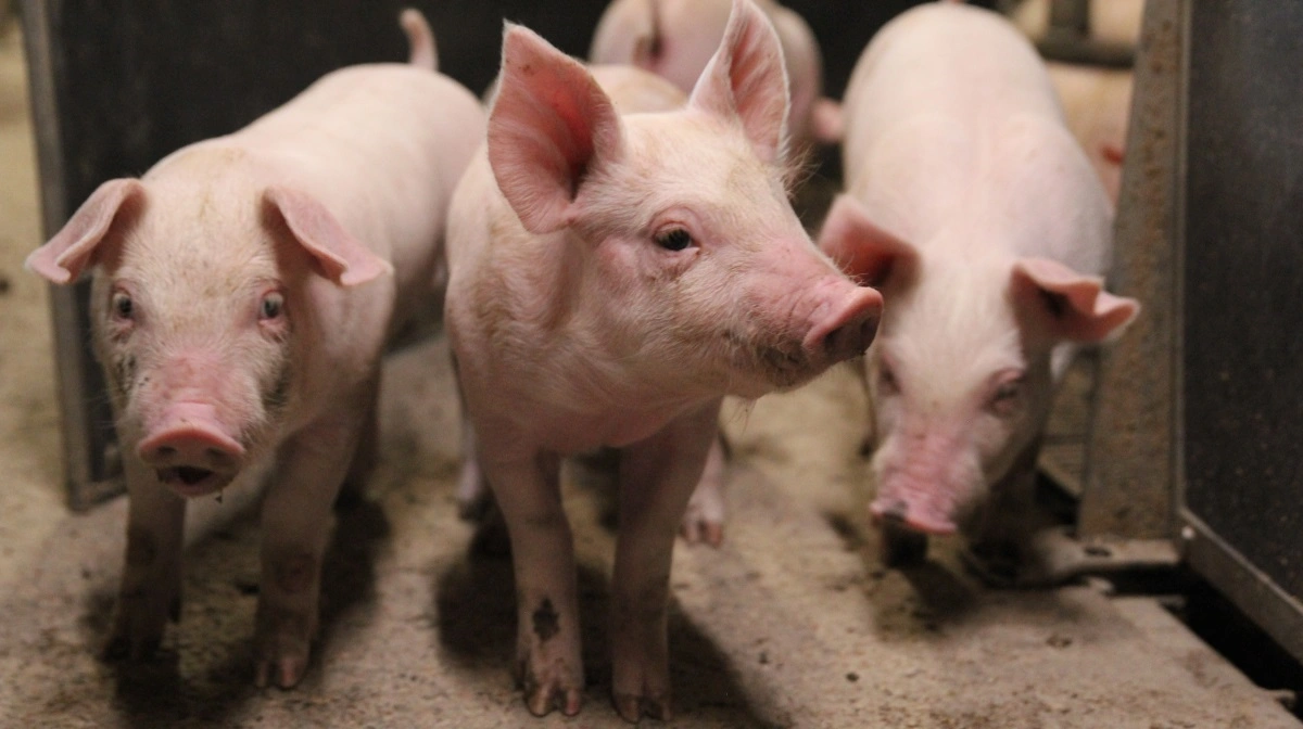 Nutrimins hovedfokus er mineralblandinger og foder til smågrise. Arkivfoto: Henriette Lemvig