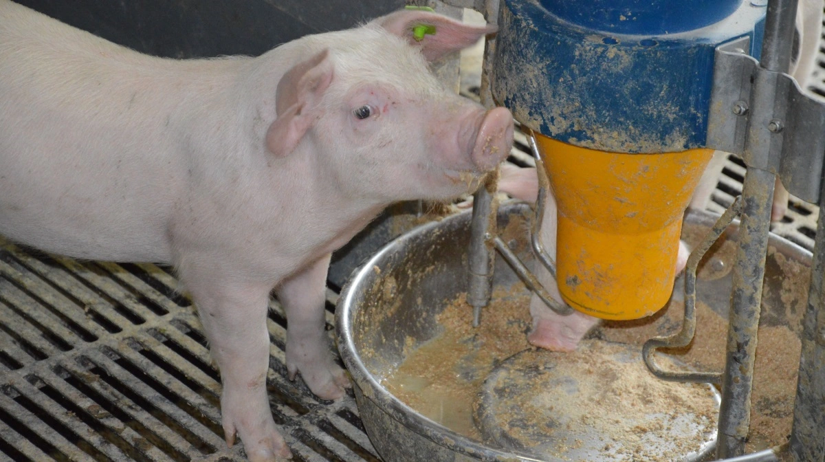 Ifølge svinerådgiver kan forskellen på fodertilbud mellem firmaerne være på både 5 og 10 kr. pr. 100 kg foder. Arkivfoto: Camilla Bønløkke