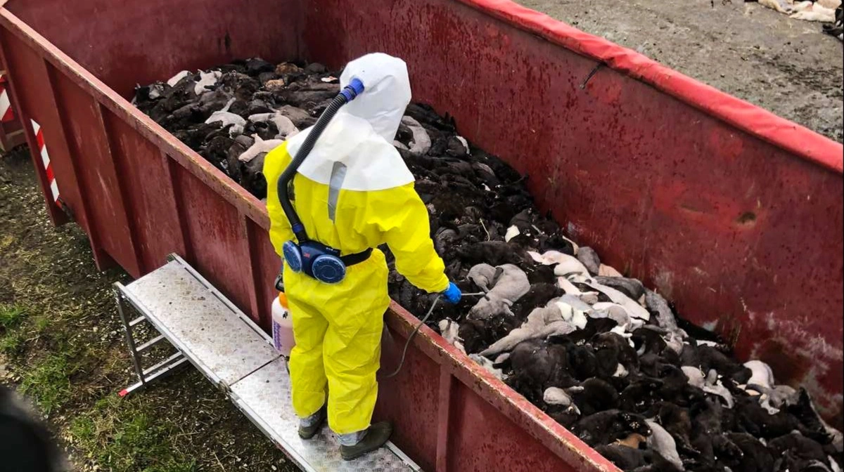 Med baggrund i aflivning af de mange mink i Danmark under Covid-19 havde oppositionen indkaldt to ministre i samråd for at tale om trusselsbilledet i forhold til den danske griseproduktion. Arkivfoto: Brian Langballe Kristiansen