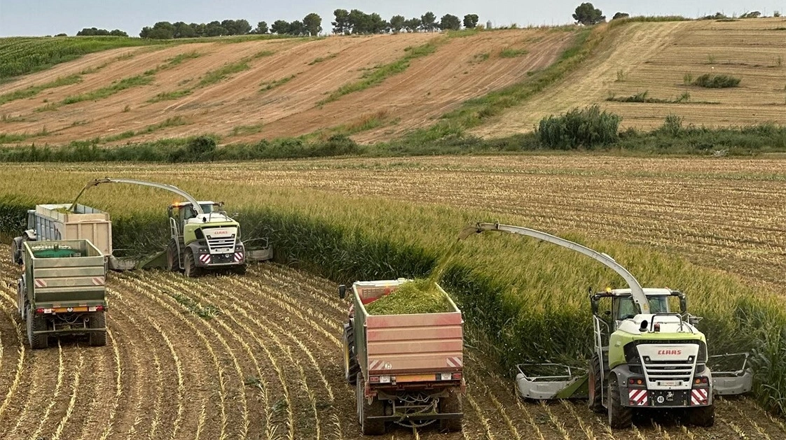 Hos Granja San Jose høstes majs til de omkring 4.200 køer. Fotos: Niels Damsgaard Hansen