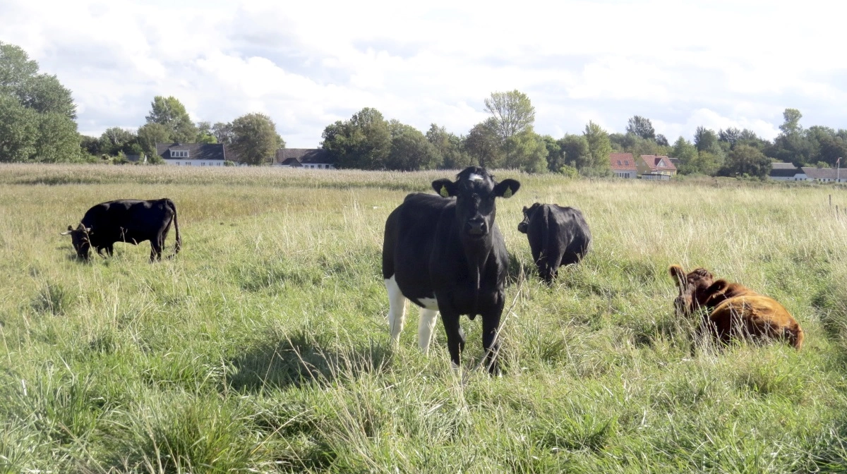 Videobaseret syn vil ifølge Landbrug & Fødevarer være et markant løft af dyrevelfærden ved nødslagtninger, fordi landmanden ikke skal vente på, at dyrlægen møder fysisk op. Arkivfoto 