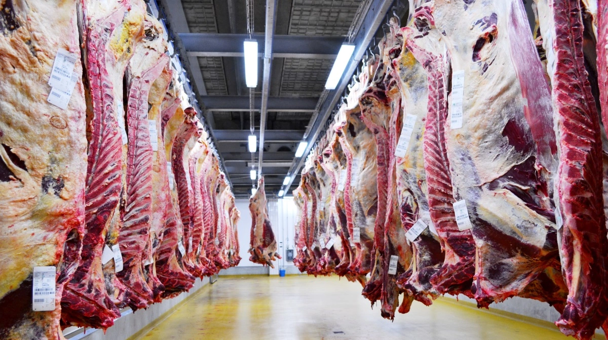 Danish Crown Beef hæver omsætningen med ni procent sammenlignet med samme periode sidste år. Arkivfoto