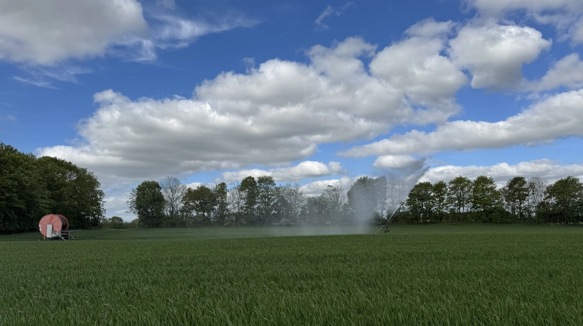Hveden er relativt langt fremme, men der er fuld udbytterespons for tildeling helt hen til stadie 45. Så det kan give mening at afvente lidt endnu. Foto: Kasper Stougård 