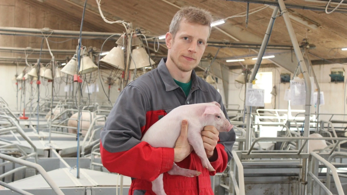 Formanden for Danske Svineproducenter oplever, at man fra Axelborg taler ned til svineproducenterne og deres ansatte, som kæmper for at gøre deres bedste i staldene hver eneste dag, og det er han frustreret over. Arkivfoto: Anne Wolfenberg