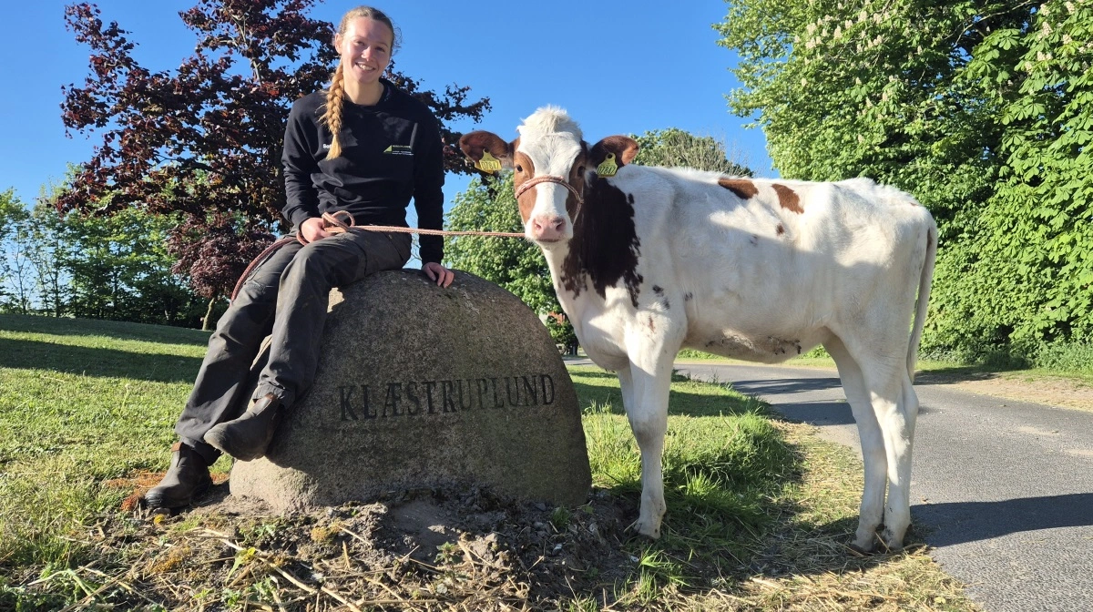 Sofie Sondrup og kvien, som kommer til at hedde Rose eller Karla, glæder sig til at gå i ringen på Hobro Dyrskue. Foto: Tenna Bang 