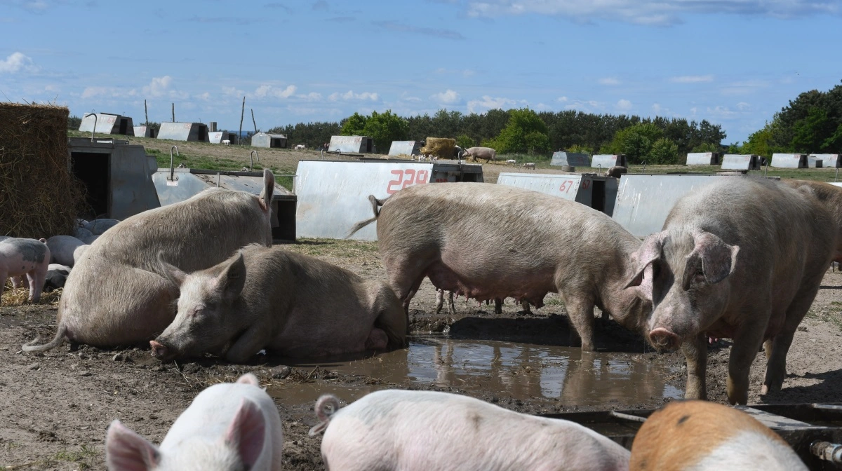Søndag den 18. maj bød på Sofari, hvor 14 landbrug fordelt i hele landet inviterede alle interesserede nærmere den økologiske griseproduktion. Fotos: Camilla Bønløkke