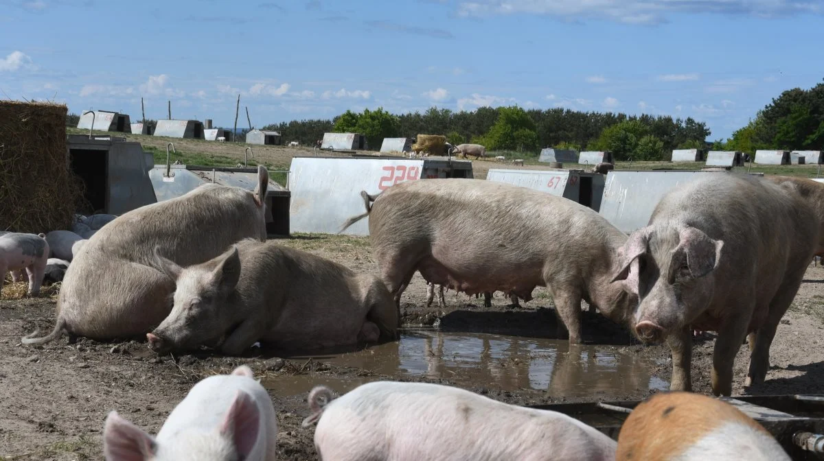 Søndag den 18. maj bød på Sofari, hvor 14 landbrug fordelt i hele landet inviterede alle interesserede nærmere den økologiske griseproduktion. Fotos: Camilla Bønløkke