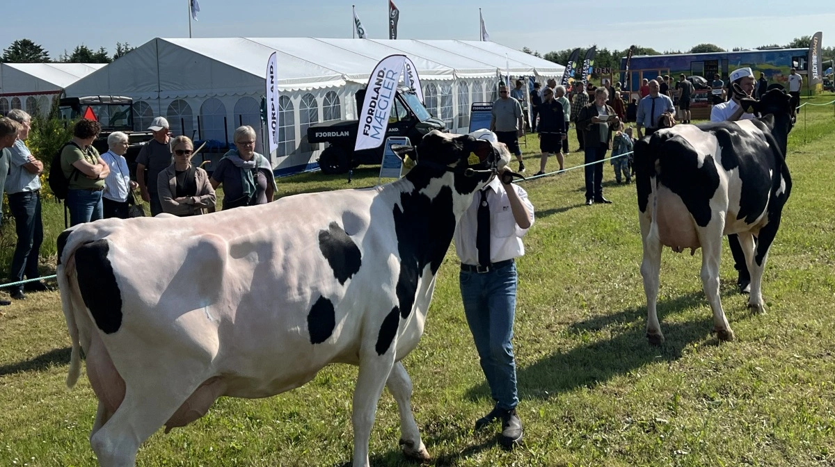131 dyr er i år tilmeldt Lemvig Marked & Dyrskue – heraf 45 malkekøer. Arkivfoto: Fjordland