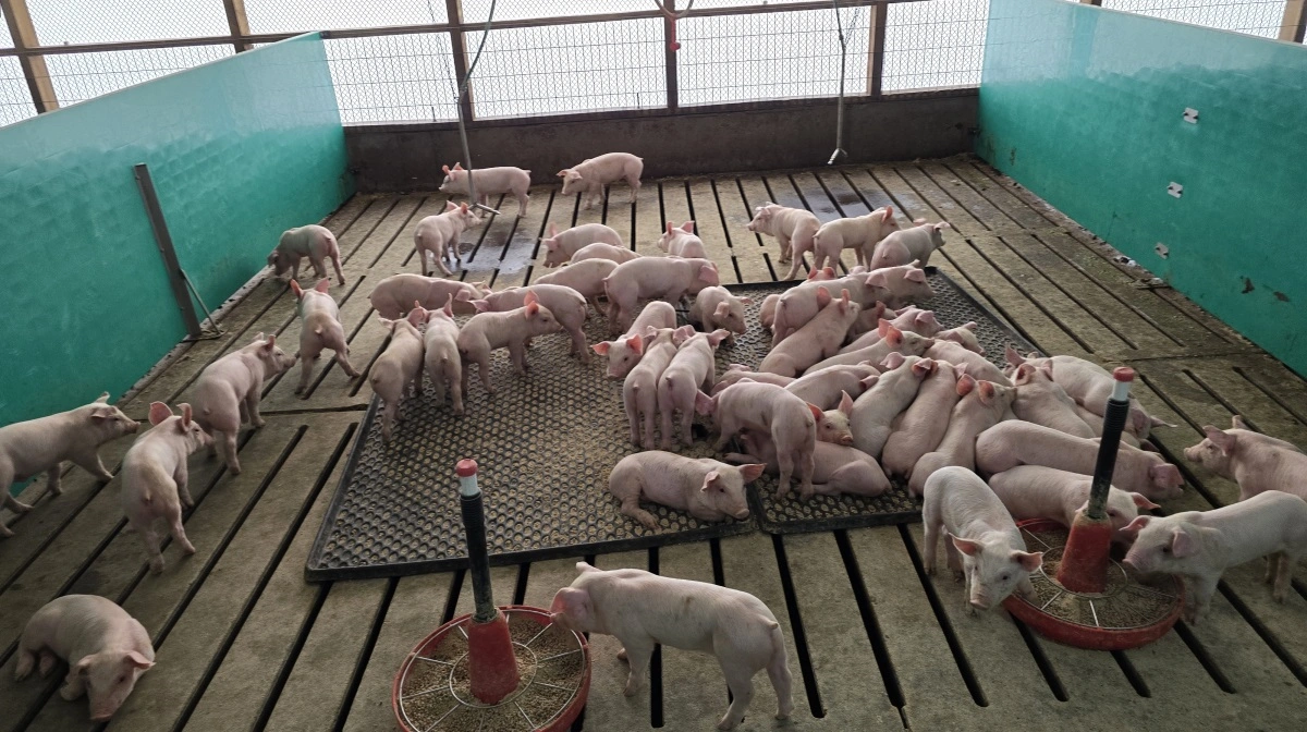 Smågrisene kommer fra Coexcas 18.000 søer allerede ved en vægt på 5,8 kg.