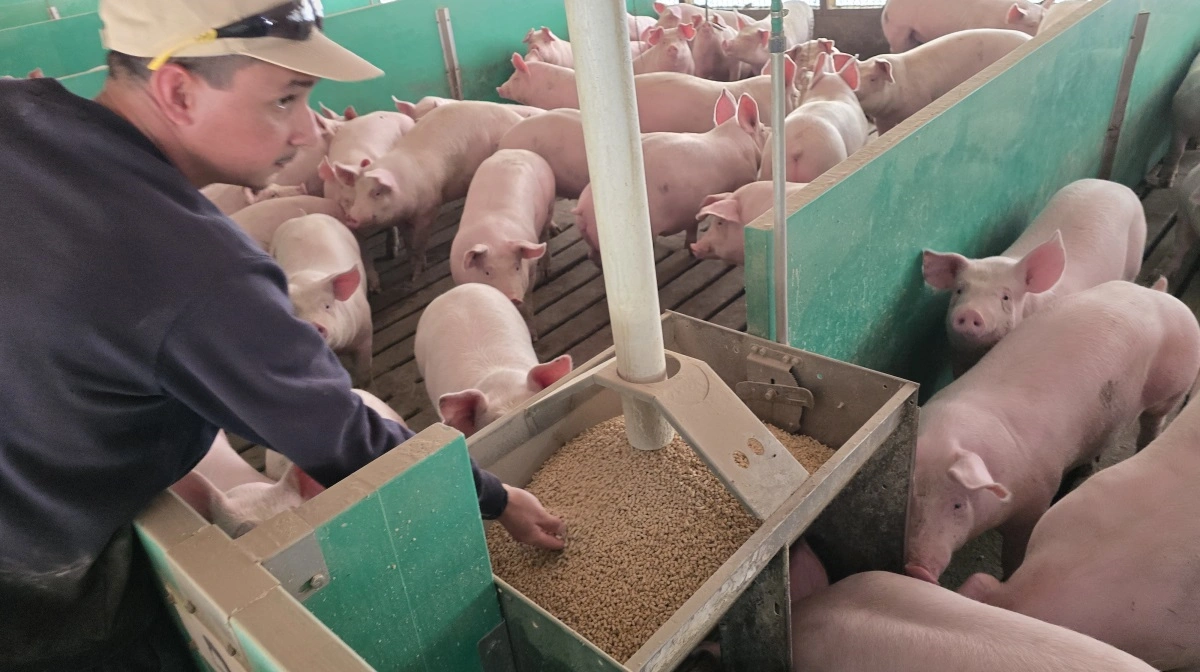 Den gennemsnitlige daglige tilvækst gennem hele opfedningsperioden ligger på 770 gram – kun de bedste dyr når 900 til 1.000 g/dag over hele opvæksten.