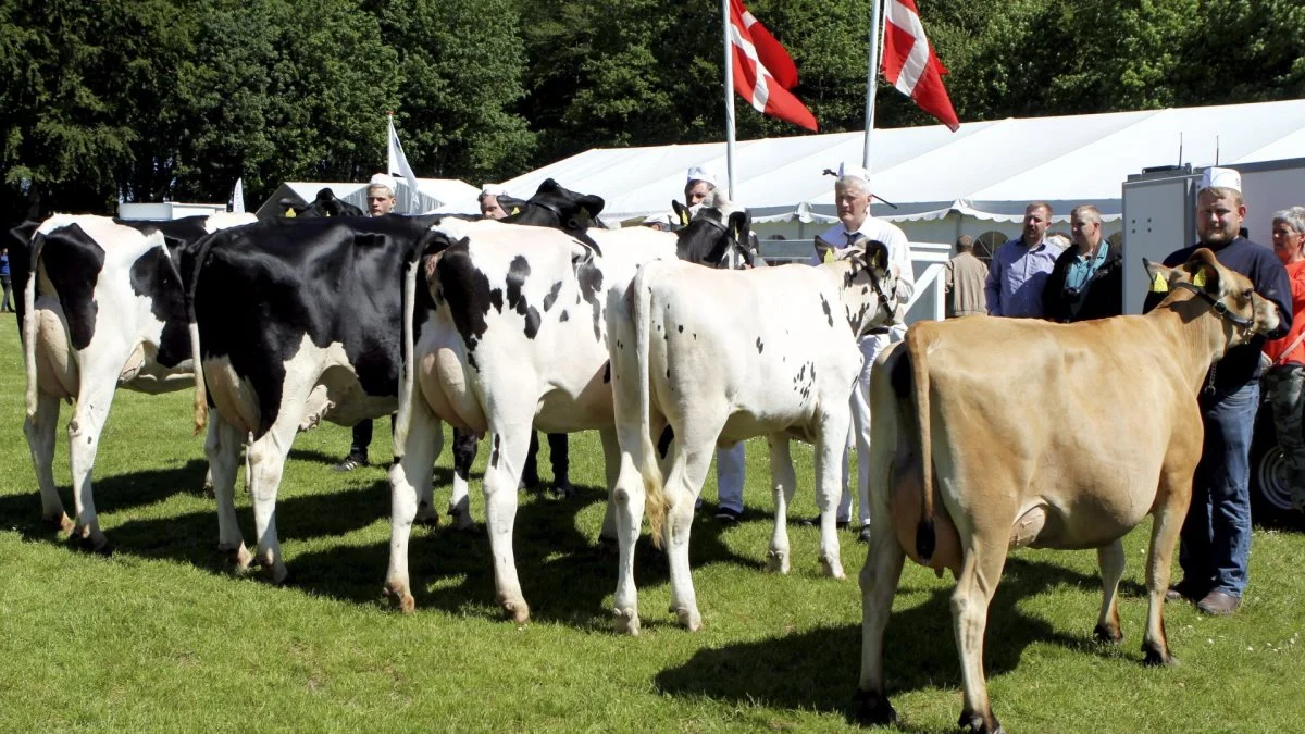 Med 155 udstillede dyr var Fjerritslev Dyrskue det mest velbesøgte på udstillerfronten i 10 år. Foto: Christian Carus