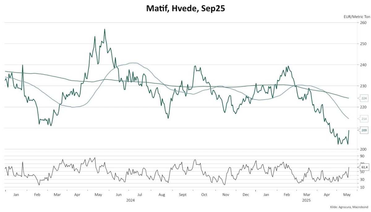 Graf for Matif-hvede for september 2025 viser tydeligt, at vi fortsat handler under de glidende gennemsnit. 50-dages og 100-dages glidende gennemsnit er henholdsvis den lyseblå og mørkeblå kurve.