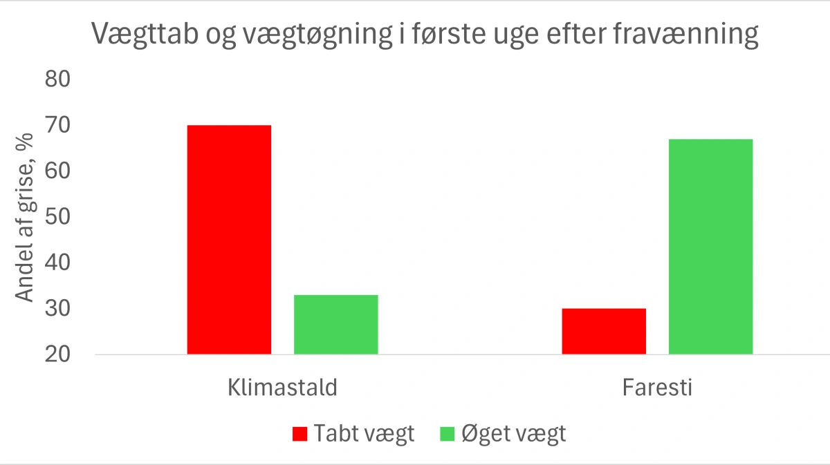 Flest grise taber sig efter fravænning til klimastald, mens de fleste grise tager på i vægt, hvis de bliver i farestien efter fravænning. Det viser amerikansk undersøgelse. Kilde: National Hog Farmer