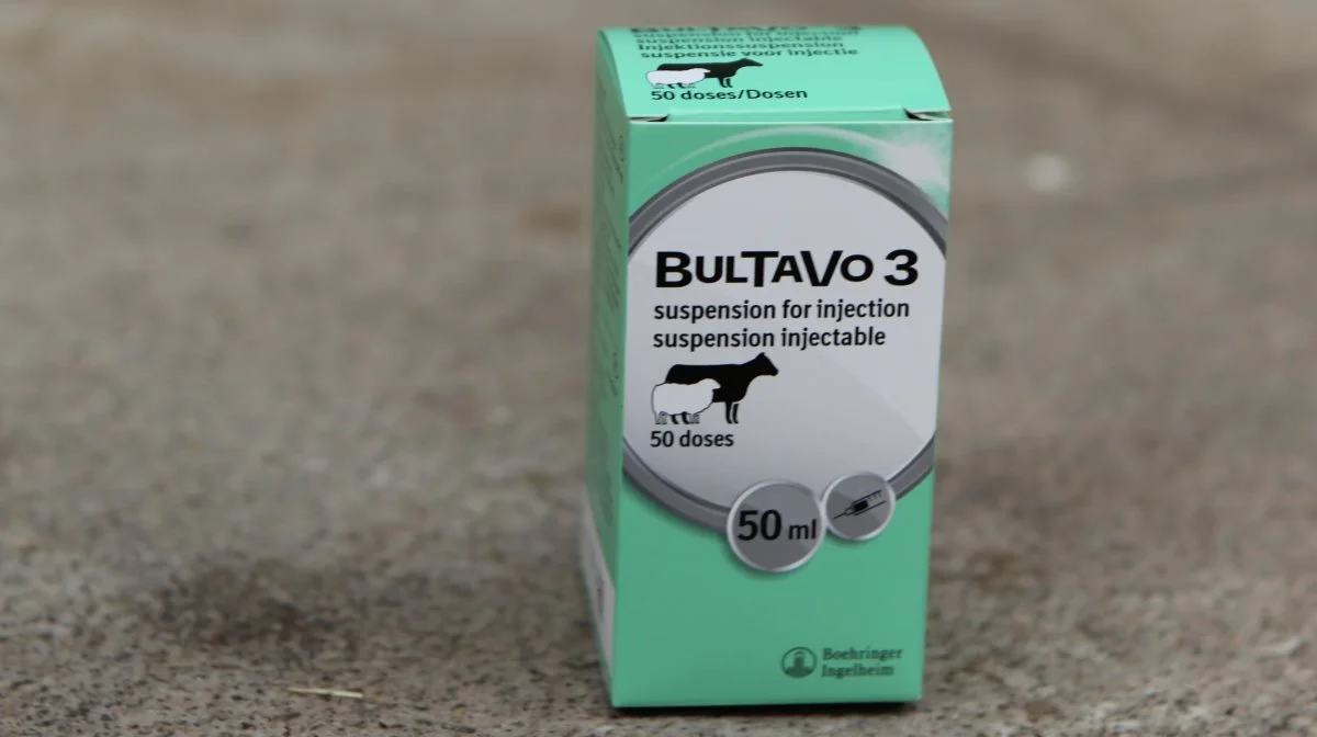 Virksomheden Boehringer Ingelheim har oplyst, at vaccinen Bultavo-3 nu er markedsført i Danmark. Vaccinen er dermed tilgængelig via apotekerne, og forsyningen forventes at være stabil fra midten af uge 21. Foto: Line Brusgaard