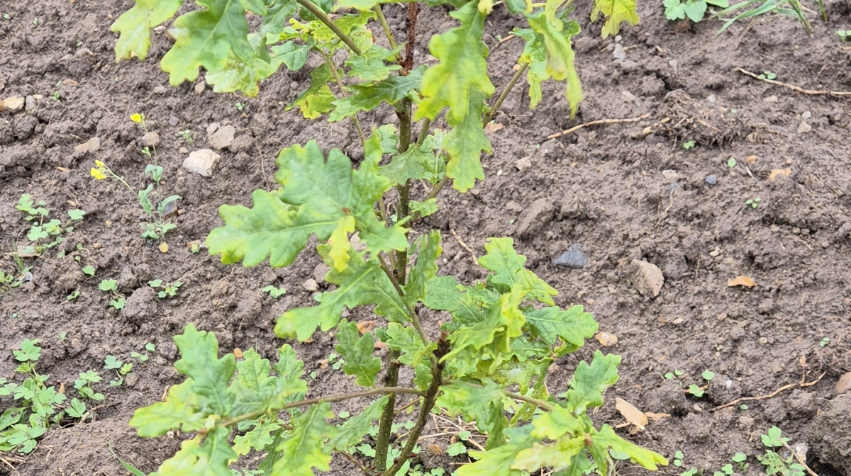 Det er nu, du skal plante skov for at opnå en klimaeffekt. Klimaskovfonden har åbnet en ny mulighed for støtte. Arkivfoto: Tenna Bang