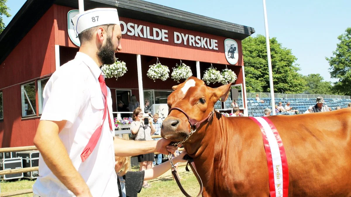 I alt godt 1.200 dyr vil nøje blive vurderet af dommerne på jubilæumsskuet i Roskilde. Foto: Jesper Hallgren