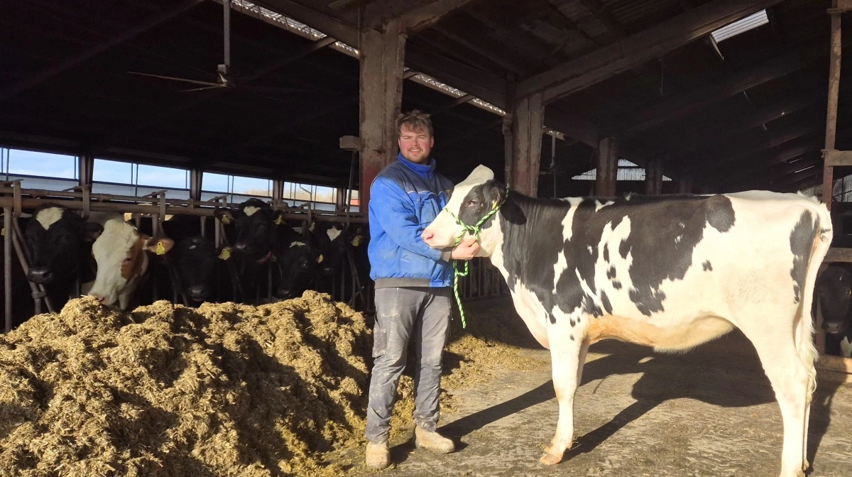 Morten Serup ses her med Harris-kvien tilbage i februar – forud for Agro Nord 2025, hvor kvien strøg til tops. Arkivfoto: Tenna Bang