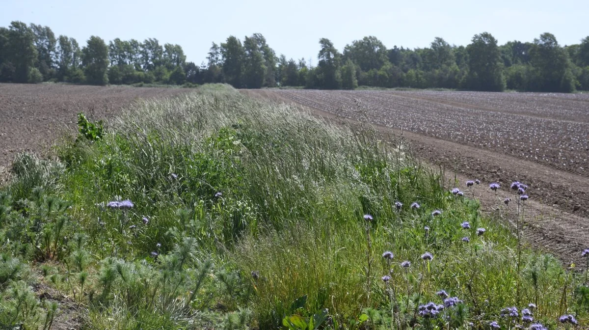 Insektvoldene er placeret for hver 160 meter. 