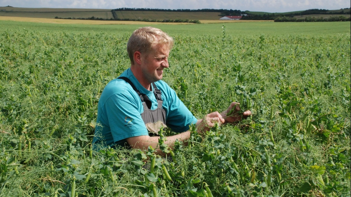 Ærterne skal jævnligt tjekkes gennem den forholdsvise korte vækstsæson for angreb af skadedyr - her af Torben Olsen på Mors. Arkivfoto