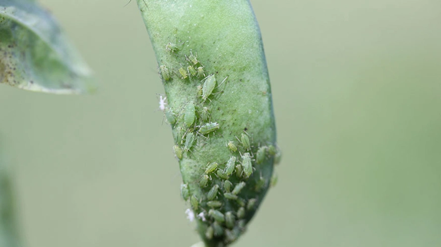 Ærtebladlus på en bælg - men de gemmer sig oftest inde i blomsterne og kan derfor være svære at se. Foto: Ghita Cordsen Nielsen