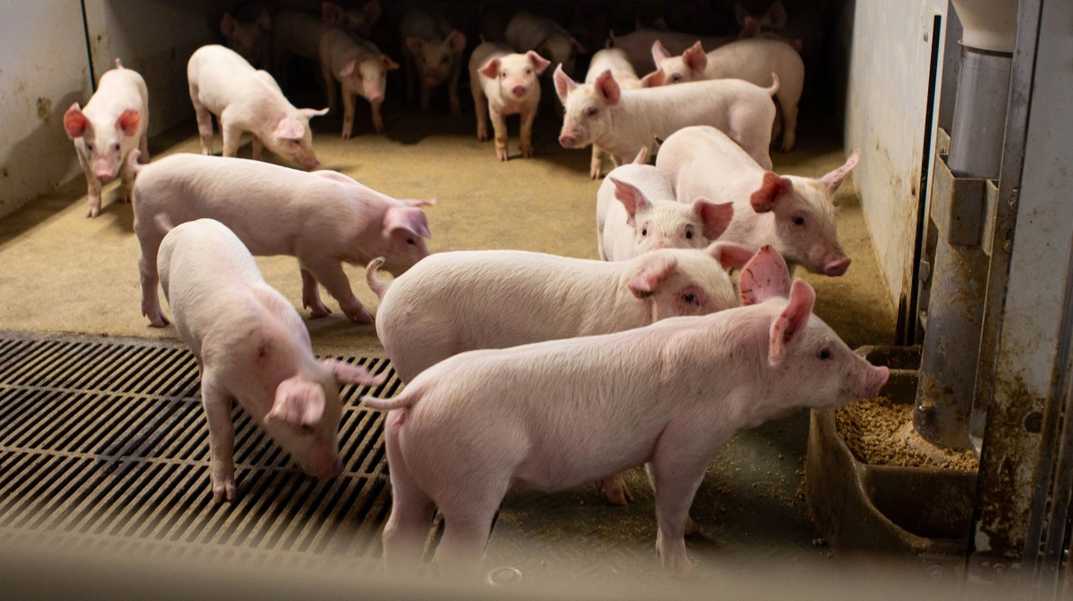 En stigning i produktionen af grise betyder , at mængden af antibiotika målt i kg aktivt stof er svagt stigende. Derfor efterlyser L&F Gris, at Fødevarestyrelsen kommer med tiltag, der kan hjælpe med en reduktion af forbruget. Arkivfoto: Anne Wolfenberg