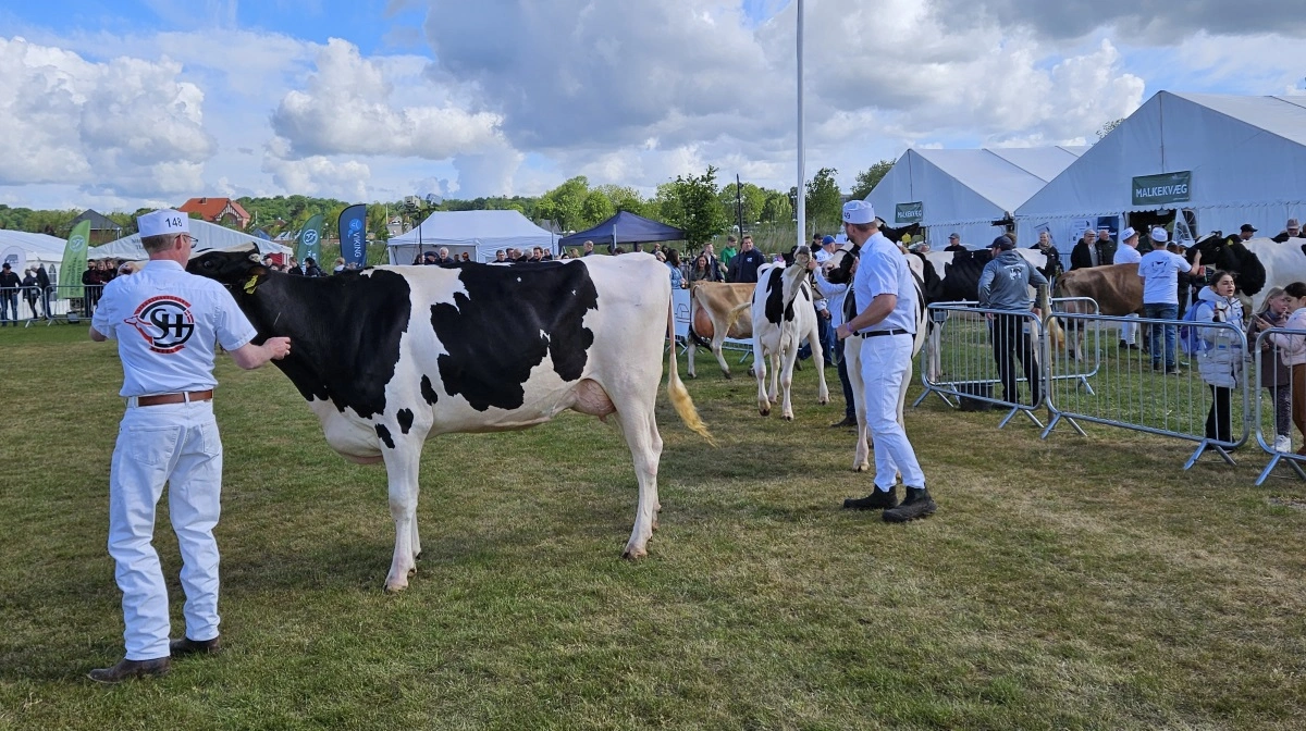 Bedømmelserne i gang fredag hos Holstein ved Det Sønderjyske Fællesdyrskue i Aabenraa. Foto: John Ankersen