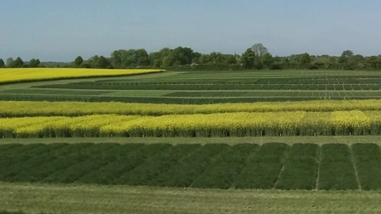 Forsøgsparcellerne ved Egeskov står flot og klar til fremvisning den 18. og 19. juni, når Patriotisk Selskab, DLG, DLF og Agro Alliancen i fællesskab holder Åben Innovationsmark. Foto: Morten Holmgaard
