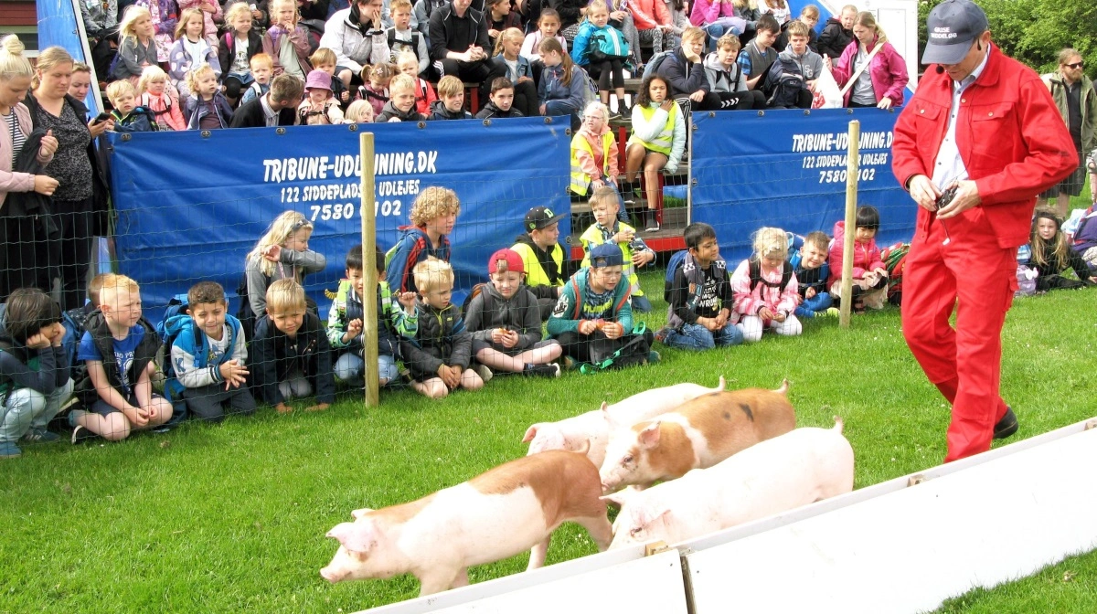 Masser af oplevelser og underholdning for børnene – og for den sags skyld også de voksne – på dyrskuet i Horsens hvor det traditionsrige grisevæddeløb er en ren publikumsbasker.

