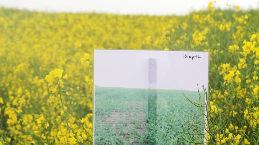 De rapsplanter, der blev afpudset til bare 7 centimeters højde, er i dag mellem 20 og 30 centimeter lavere end de ubehandlede rapsplanter. 