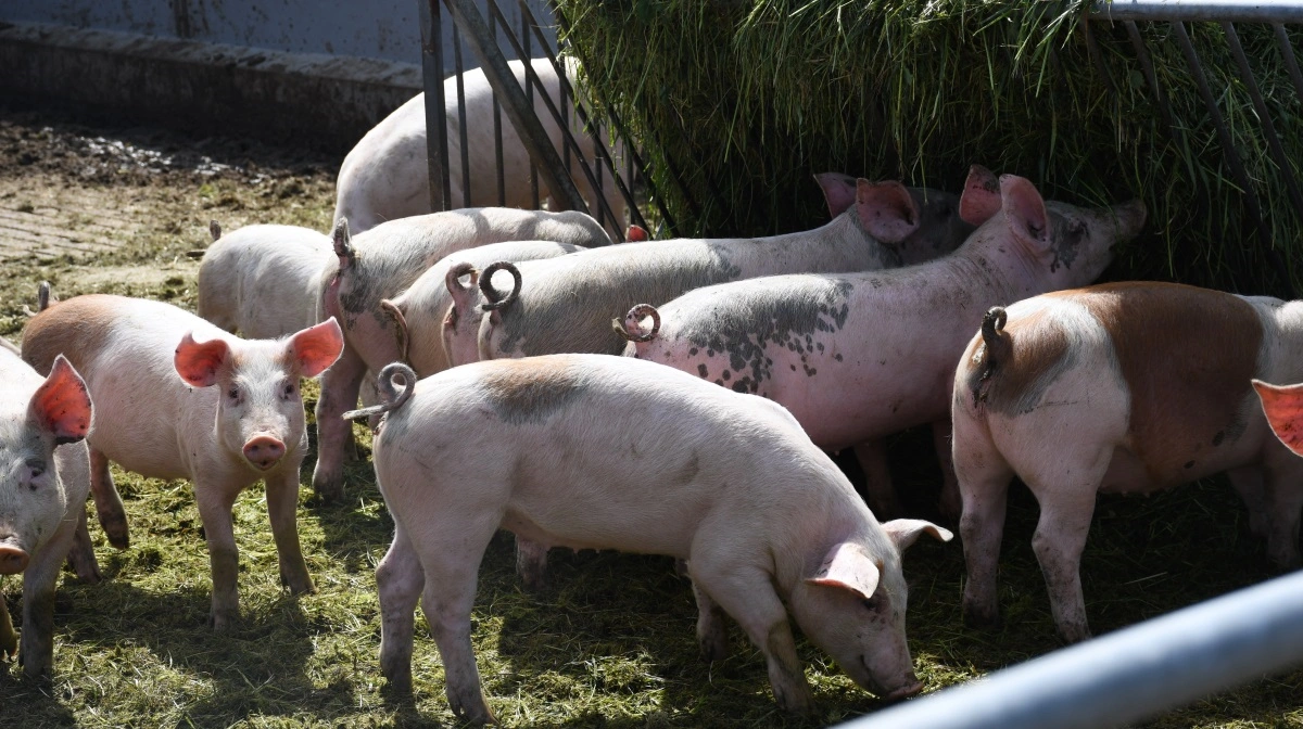 Med tildelingen af det friske grovfoder er de blevet udfordringerne med halebid kvit.