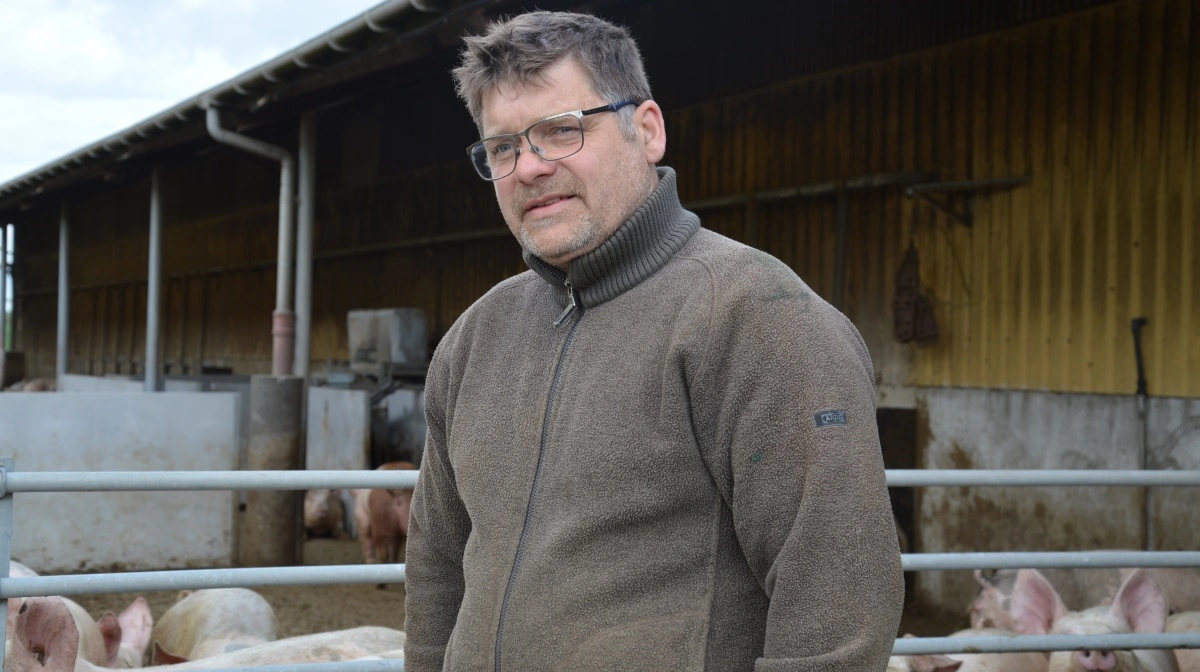 - Jeg kører i hvert fald 2,5 ton kløvergræs ind om dagen til de 1.500 grise, og de lader ikke noget være tilbage, fortæller Ole Lawaetz Olesen.