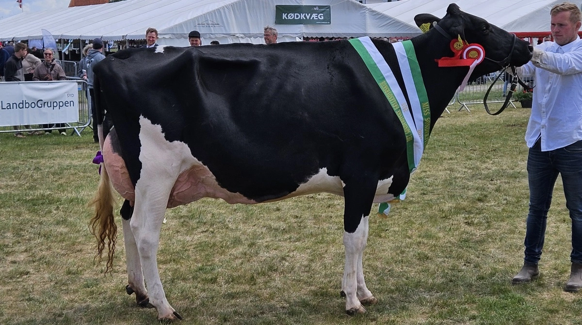 Skuets bedste ældre ko og Miss Sønderjylland 2025 gik til Dansk Holstein ko nr. 49971-09964 fra I/S Vinum Dairy, Skærbæk. Foto: John Ankersen