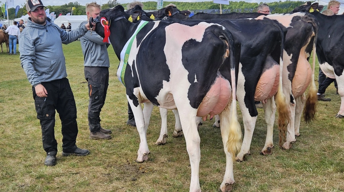 Bedste besætningsgruppe hos Holstein gik til gruppen fra I/S Vinum Dairy, Skærbæk. Foto: John Ankersen