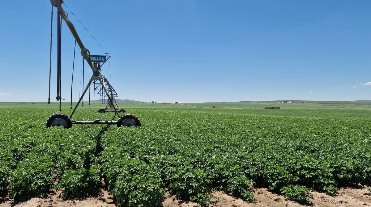 Kartofler under vanding kom til som en af Monette Farms i forvejen mange afgrøder i 2023. Og det er en afgrøde, man venter sig meget af. 