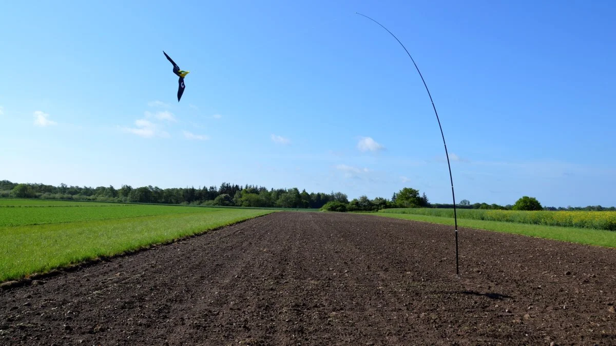 Også hestebønner er at finde i parcellerne på Bramstrup, selvom de er blevet sået om, efter at første forsøg blev taget af rågerne.