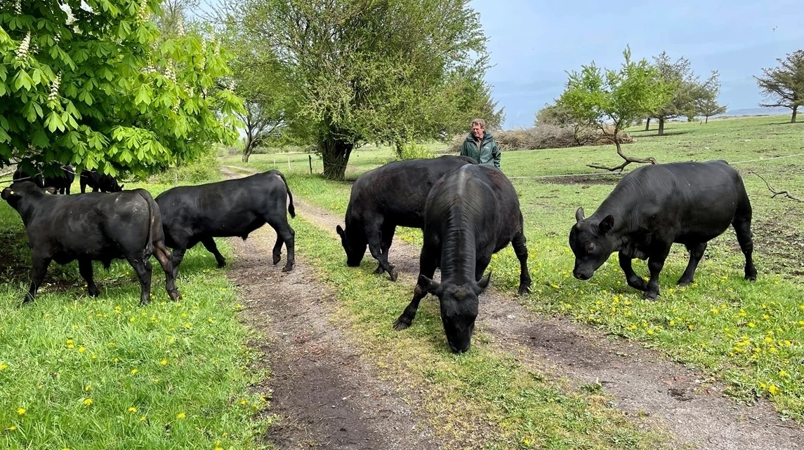 Angus-kvæg afgræsser dele af Livø. Spørgsmålet er, om det stadig skal ske, hvis der kommer en naturnationalpark på øen. Foto: Friland A/S