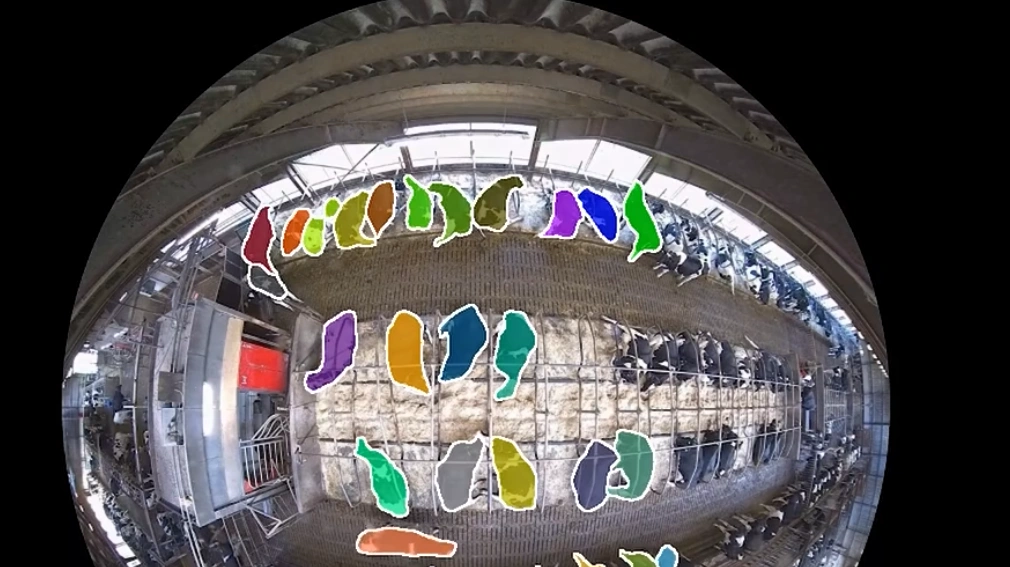 På Debelgaard mellem Brørup og Vorbasse testes fremtidens teknologi i stalden. Foto: Seges Innovation video