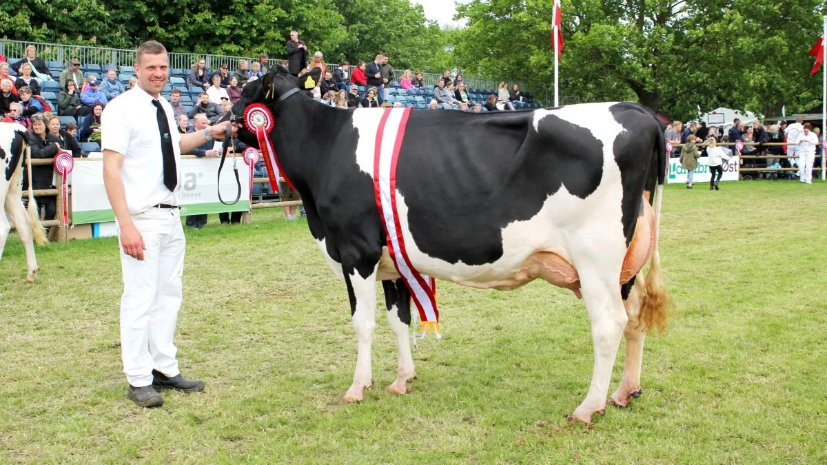 Karsten Andersen med holstein-koen fra Tøvestensgaarden, som for andet år i træk blev kåret som Miss Sjælland. Foto: Jesper Hallgren