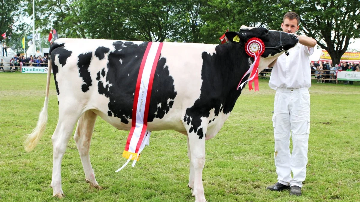 Steffen Andersen med Tøvestensgaardens holstein-kvie, der opnåede titlen som Miss Teen. Foto: Jesper Hallgren