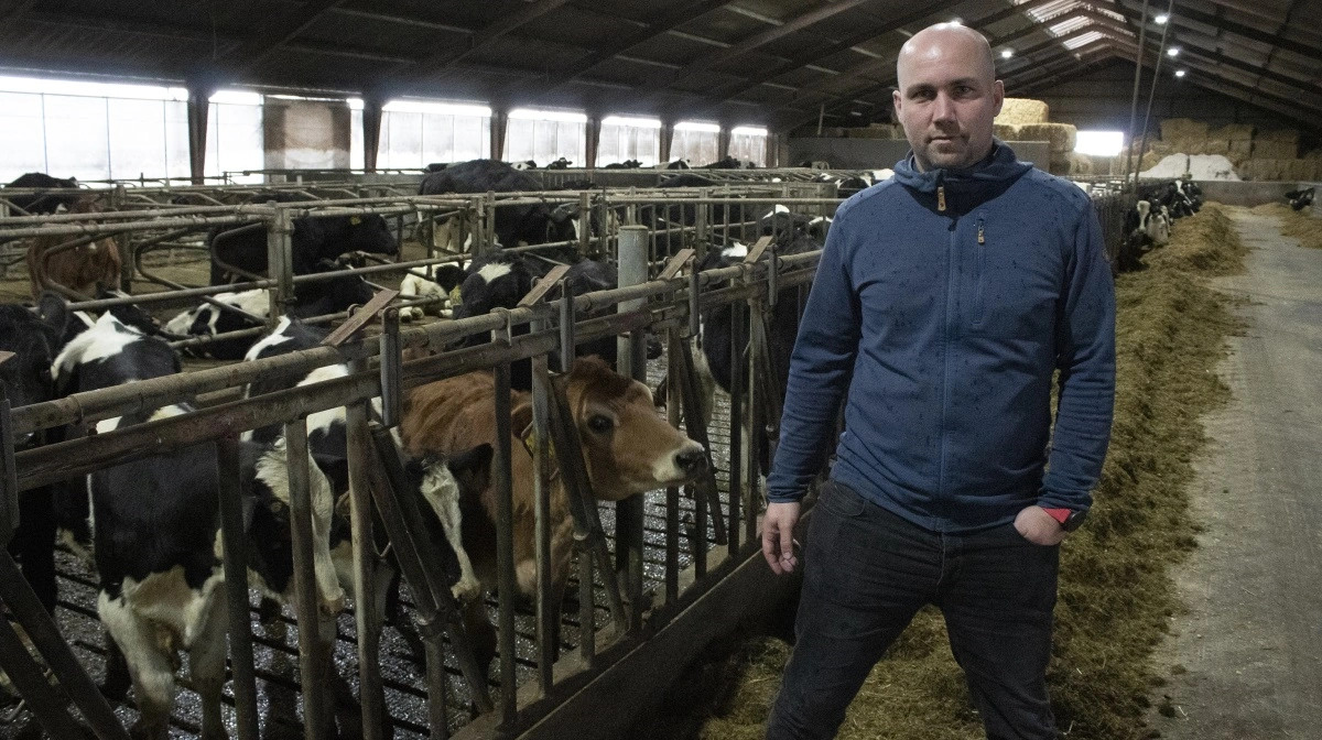 Mælkeproducent Gregers Kristensen oplever, at hans køer drikker hinandens urin i stedet for vandet. Hans mistanke om, at en nærliggende omformerstation er skyld i det, bliver nu afvist af fødevareministeren. Arkivfoto: Morten ipsen