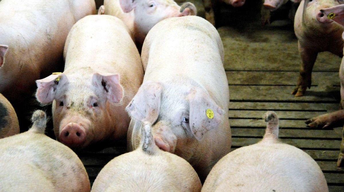 De store slagterier har hævet overvægtsgrænsen til 102 kg - og det ændrer på regnestykket for, hvornår det giver bedst mening at sende grisene afsted. Arkivfoto: Camilla Bønløkke