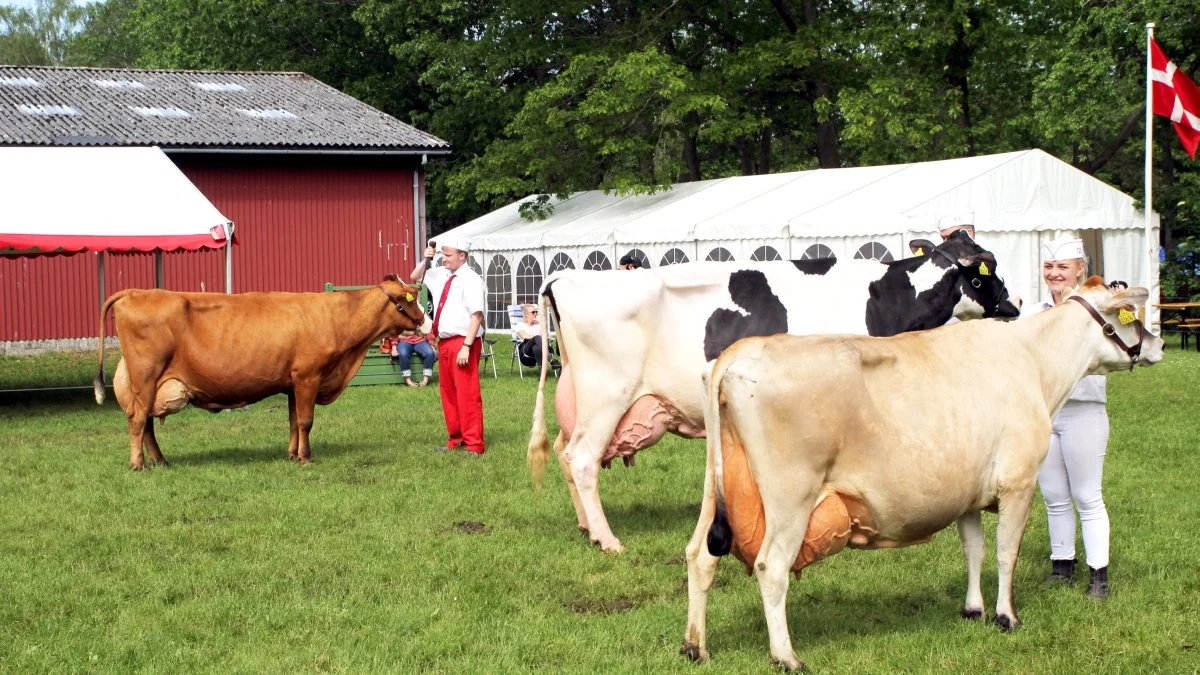 Superkoen inden for hver race deltog i kampen om at blive Staldens Dronning. Fra venstre: RDM-koen fra Johan Frederiksen, holstein-koen fra Gjorslev Gods og forrest jersey-koen fra Lars Stenbek, som tog sejren for andet år i træk. 