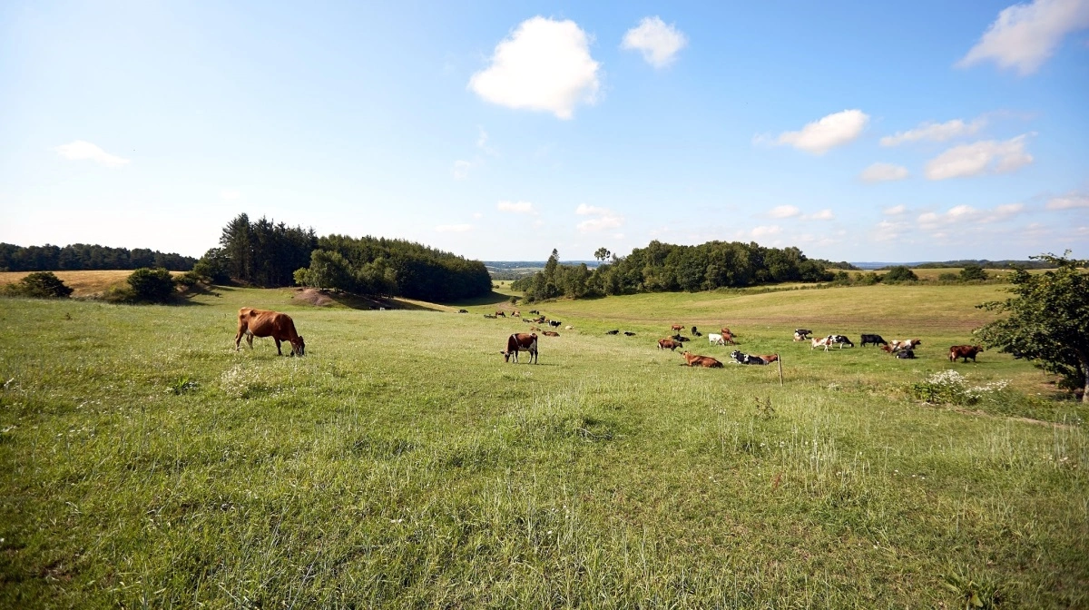 Dansk Økojord A/S har rundet 50 millioner i aktiekapital. Arkivfoto