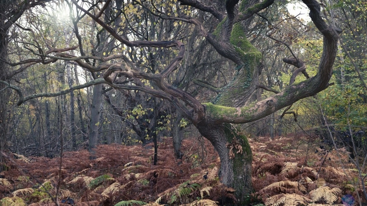 Ulvshale Naturnationalpark. Foto: Lars Ostenfeldt, Naturstyrelsen