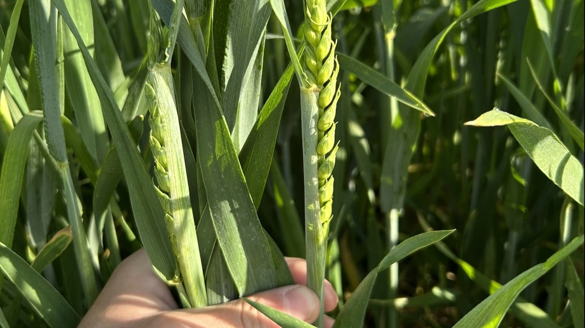 - Det optimale tidspunkt for behandling, som skal beskytte mod rust og septoria, vil være, når akset er fuldt gennemskredet i hveden og inden blomstring, påpeger Nikolai Sørensen.